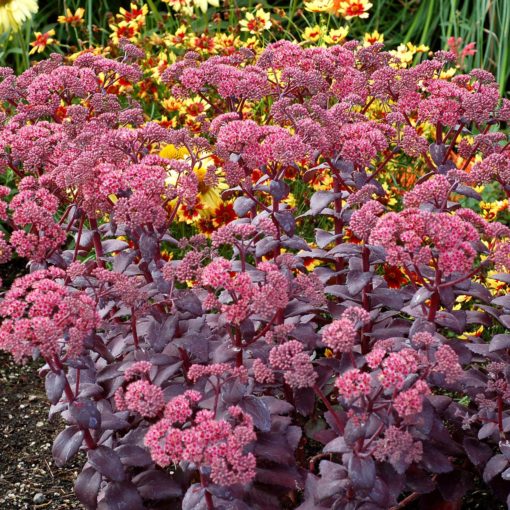 Sedum Cherry Truffle   (1369-1)